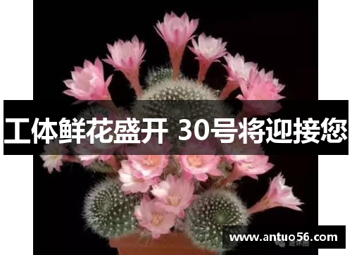 工体鲜花盛开 30号将迎接您